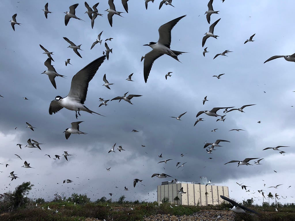 Hundreds of sooty terns fly over vegetated area of Johnston Atoll National Wildlife Refuge.