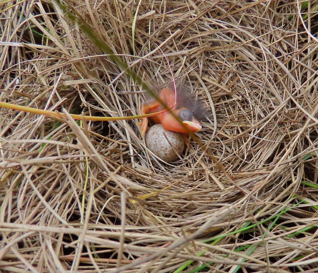 a newly hatched chick and egg in a nest of brown grass