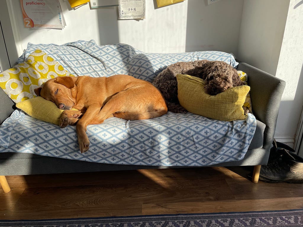 Two dogs sleeping in the sun on a sofa, covering the cushions in hair no doubt