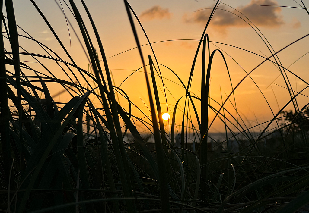 Sunset over the water over an orange sky, with long grass in the foreground.