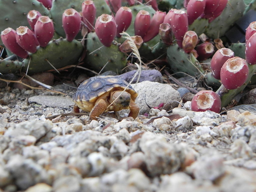 A small tortoise with a yellow and black shell walks in front of a fruiting prickly pear cactus