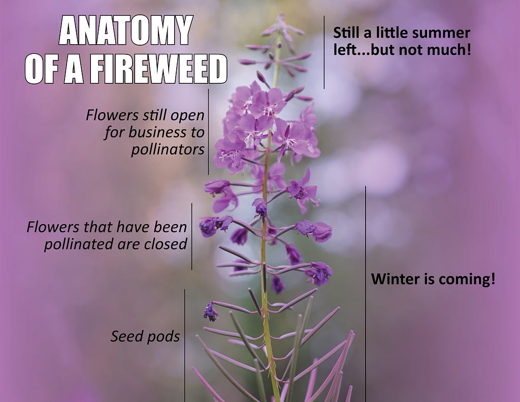 anatomy of fireweed showing progression through summer — seed pods, flowers