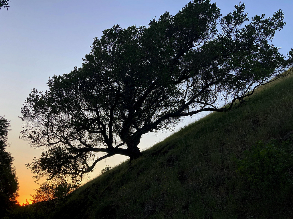 an oak tree on a hillside at sunset or sunrise