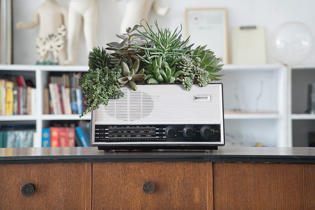 An old radio filled with succulents sits on a timber shelf.