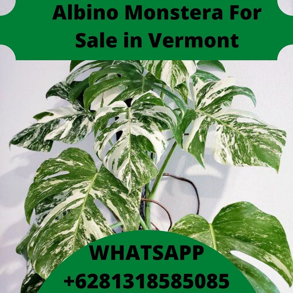 Albino Monstera For Sale in Vermont, Albino Monstera Importer in Vermont, Albino Monstera seller in Vermont, selling Albino Monstera in Vermont, Albino Monstera Exporter in Vermont, Albino Monstera in Vermont