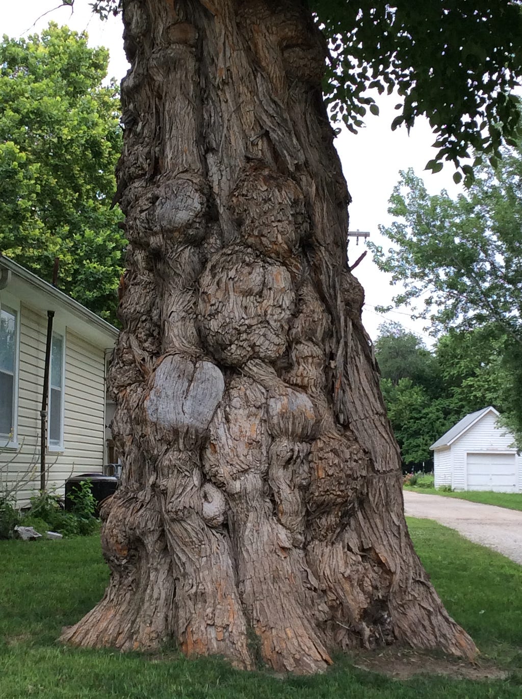 a tree trunk that’s got deep knots that look like faces