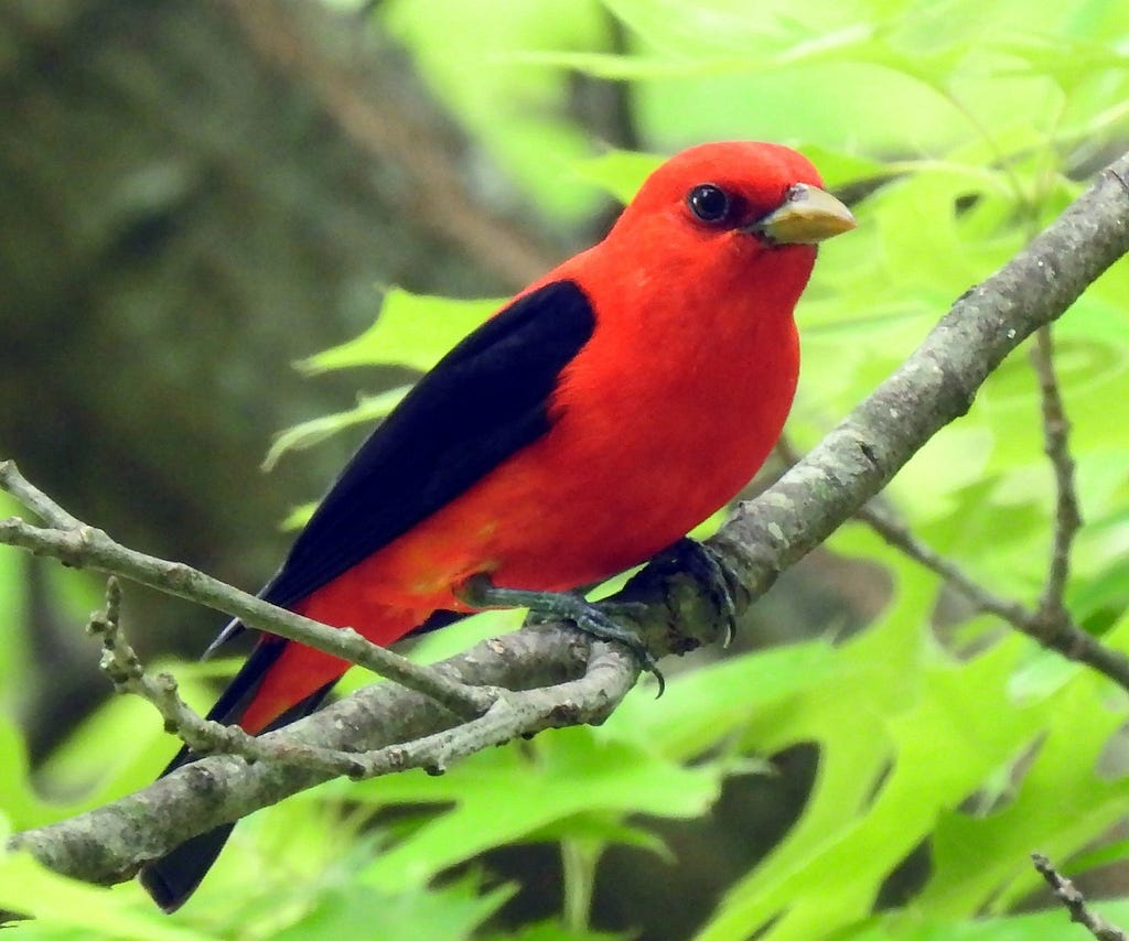 A bright red bird with black wings stands on a branch bursting with bright green leaves.