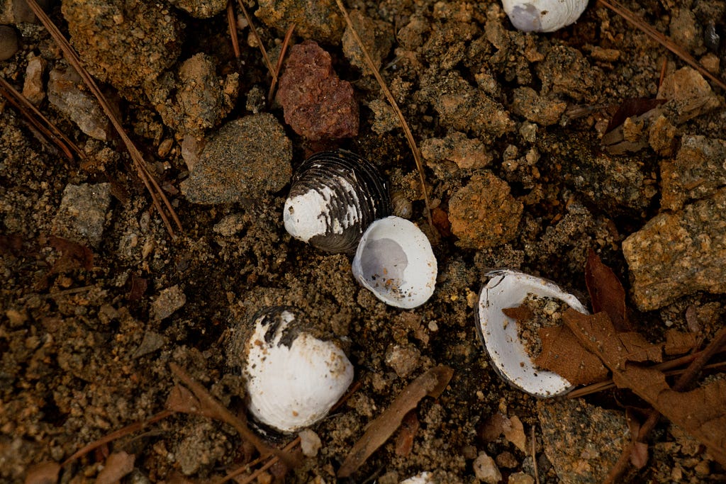 White seashells up close with rocks and sound along the shore.