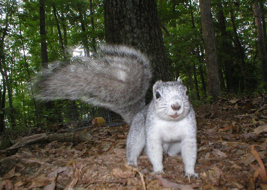 A large gray-colored squirrel with a large, busy tail faces the camera. The squirrel stands on a bed of leaves and forest undergrowth. Trees and a green, leafy canopy are visible behind.