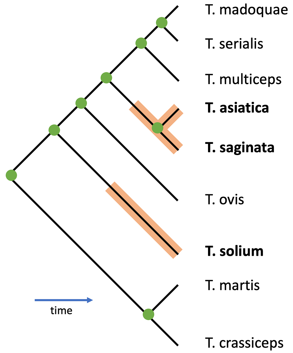 Phylogenetic tree of Taenia tapeworm species.