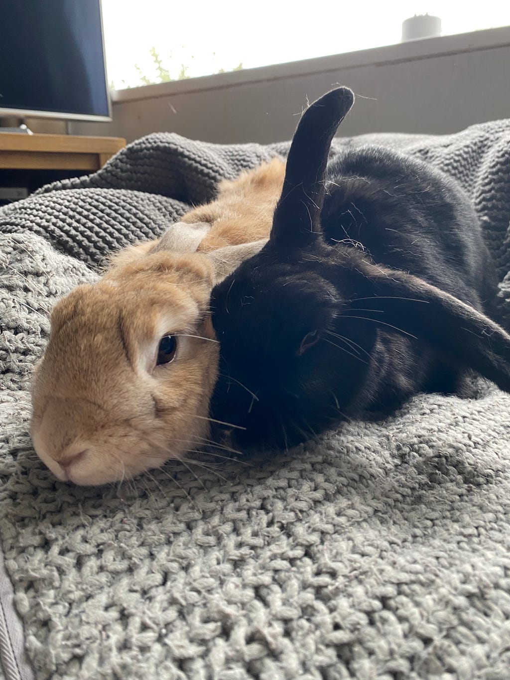 Two house rabbits cuddled up on a beanbag
