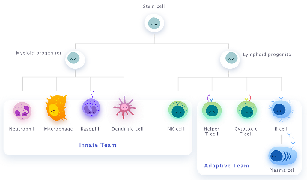 Stem cell lineage shows two lines, which roughly lead to your innate and adaptive teams. Only exception is NK cell.