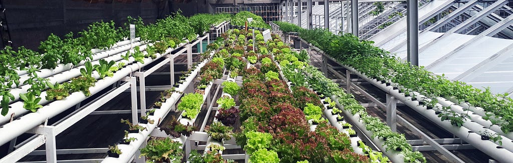 Greenhouse: long rows of lettuce.