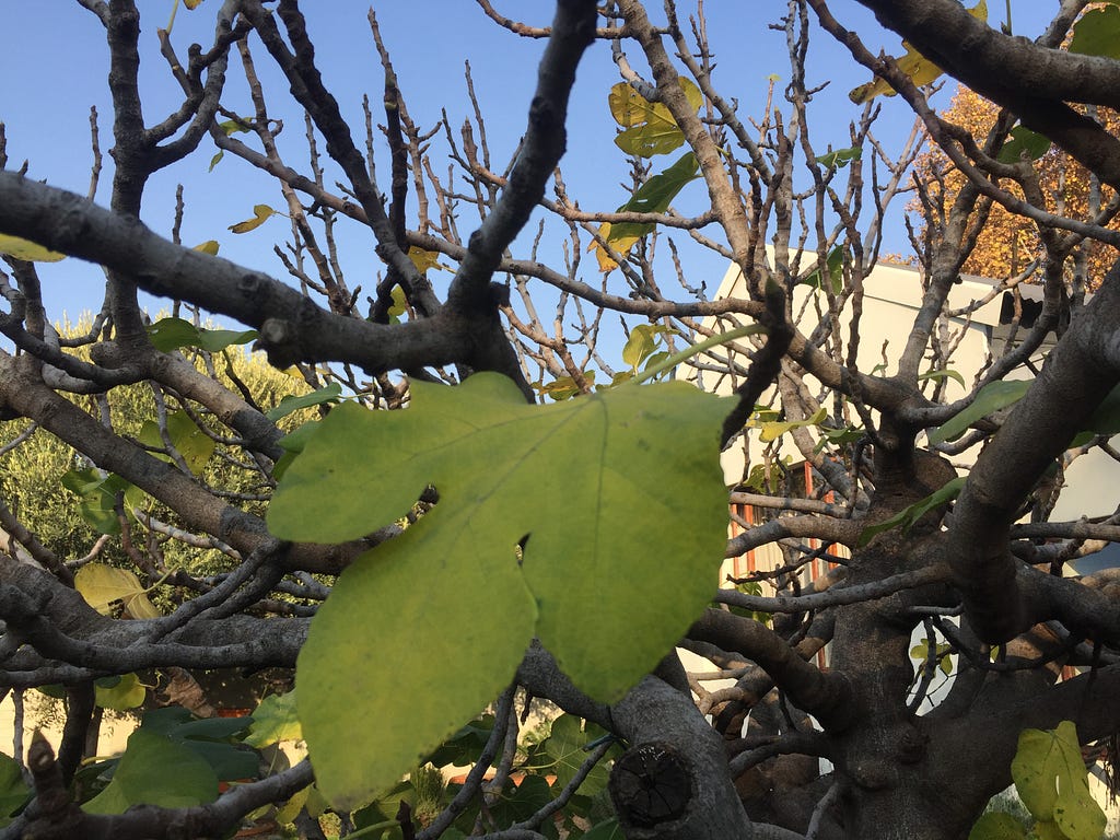 The fig tree leaves in autumn.