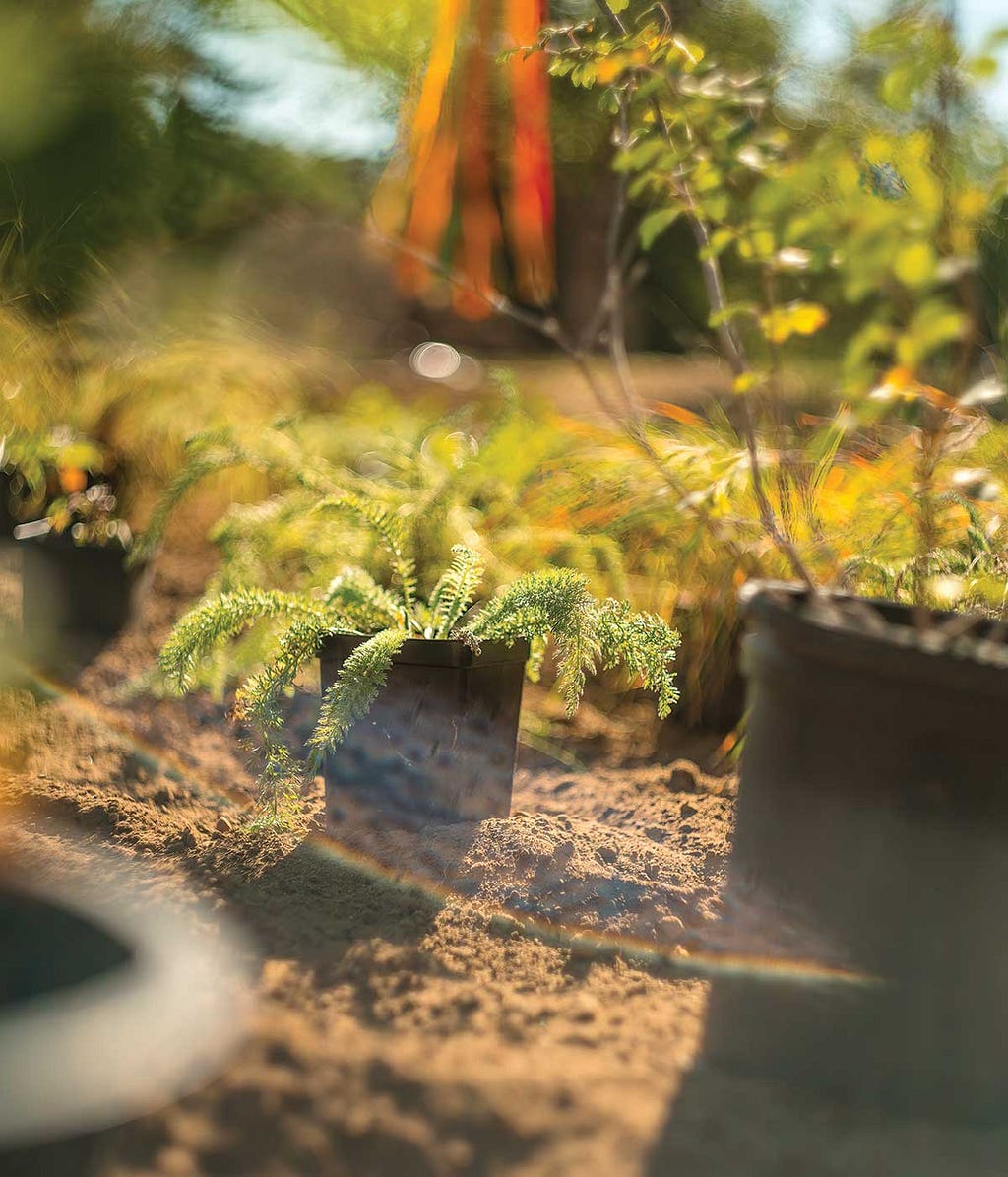 plants in nursery pots sit on the soil waiting to be planted during Climate Action Day