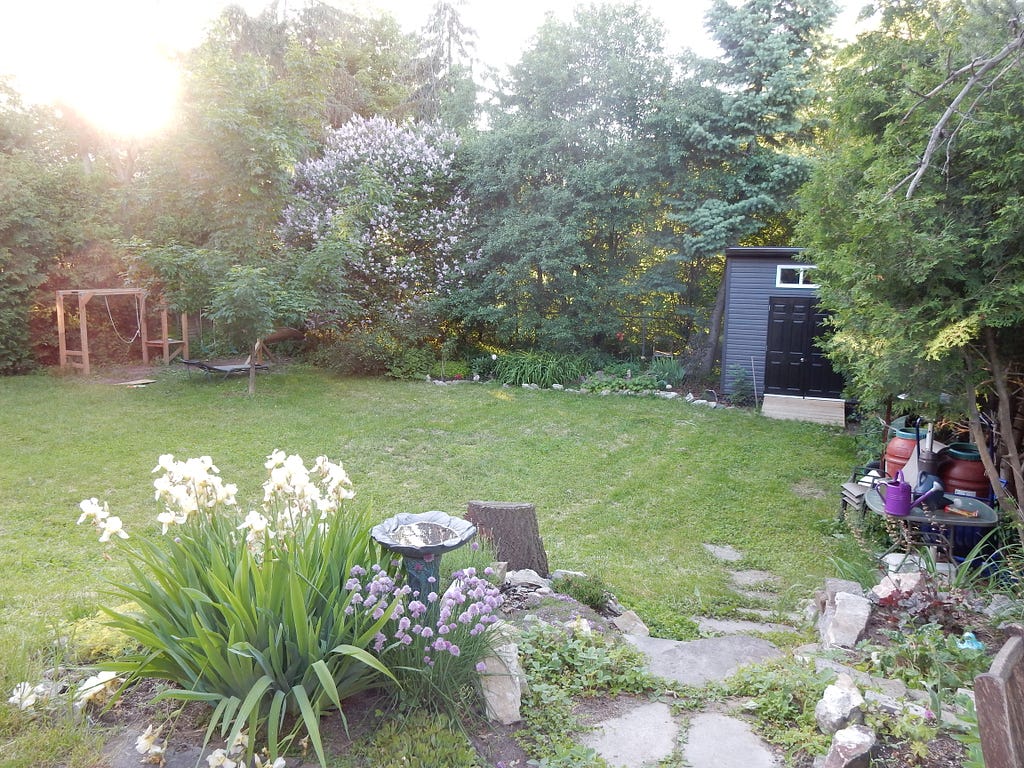 Our backyard coming of age