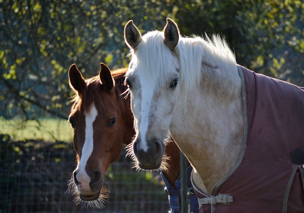 Photo of the horses wearing their winter coats