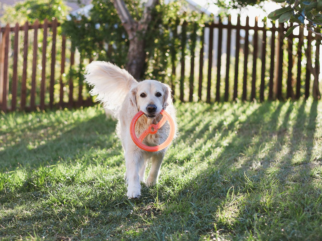 Full body Golden retriever backlit by the sun setting behind him walks toward the camera with an orange frisbee in his mouth