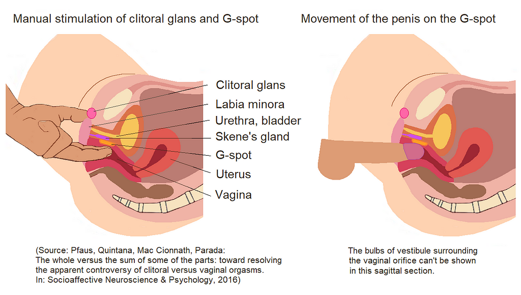 Diagram of the female anatomy with a depiction of the g-spot