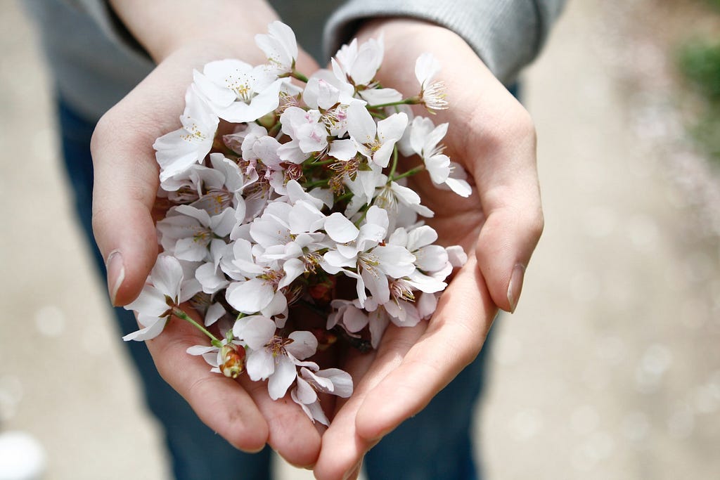 Photo of a person’s hands, cupped together and holding many white flowers. The person is wearing blue jeans and a long-sleeve grey sweater. The background is blurry, a walkway with a hint of grass visible along the right edge of the photo.