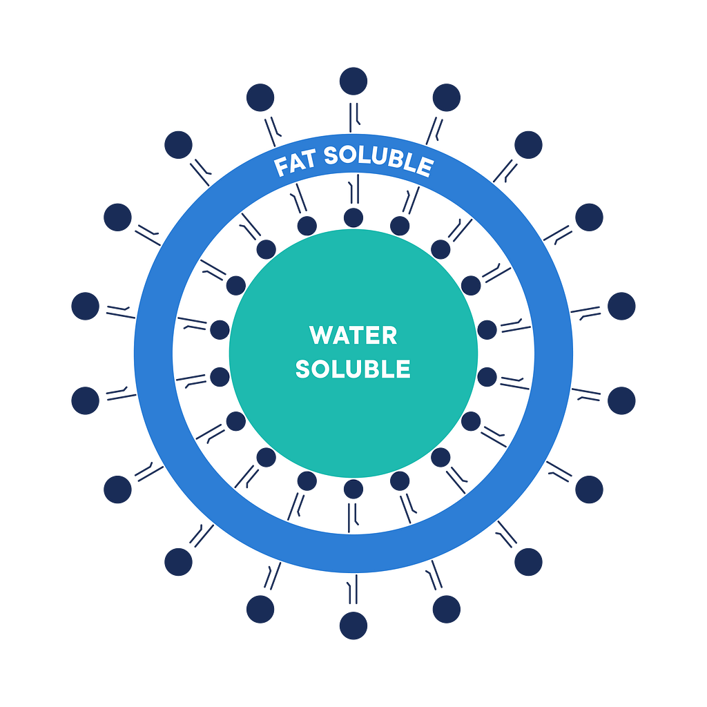 Fat-soluble nutrients are encapsulated between the lipid bilayer. Water-soluble ones are encapsulated in the aqueous core.