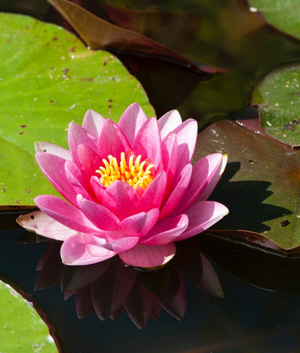 This is a lotus flower. We can see it is pink in colour. It is present in water but is untouched by the muddy impure water. It represents the life of a person who is present in the material world but away from the material world.