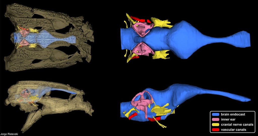 Trilophosuchus endocrania, credit Jorgo Ristevski