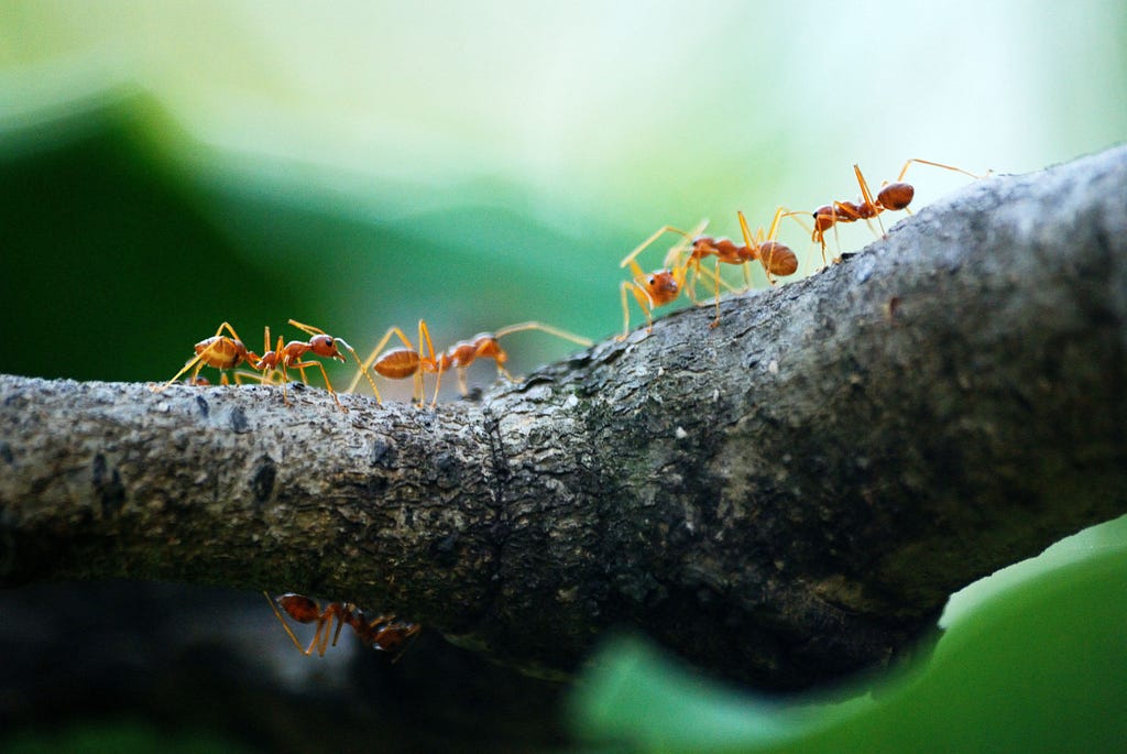 Figure 3. Macro Photo of Five Orange Ants. Photo by Poranimm Athithawatthee from Pexels