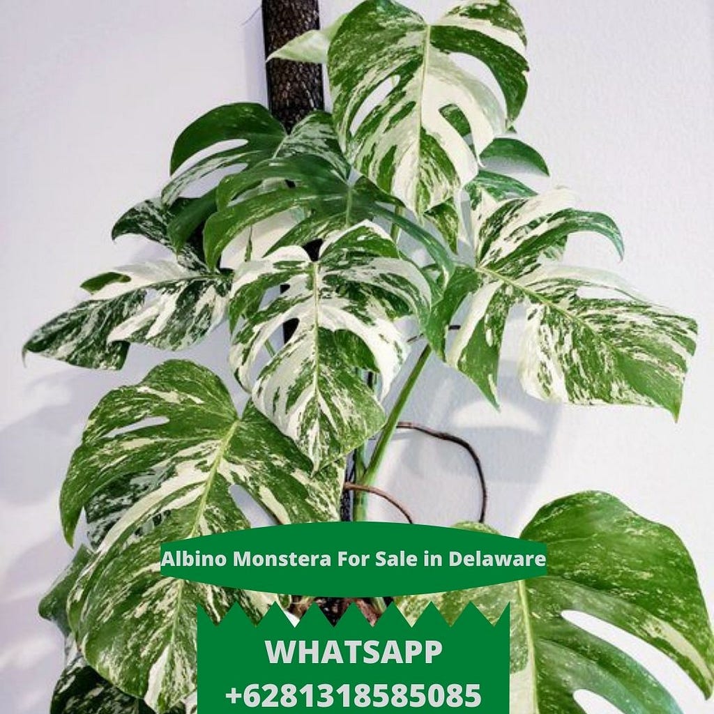 Albino Monstera For Sale in Delaware, Albino Monstera Importer in Delaware, Albino Monstera seller in Delaware, selling Albino Monstera in Delaware, Albino Monstera Exporter in Delaware, Albino Monstera in Delaware.