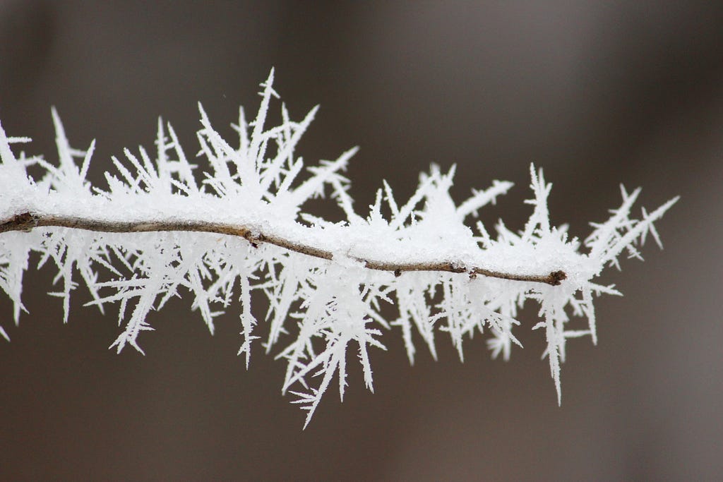 White spikes of hoar frost circle around a small branch.
