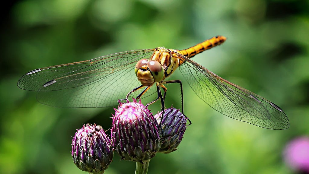 Figure 6. Dragonfly on Purple Flower. Photo by Pixabay from Pexels