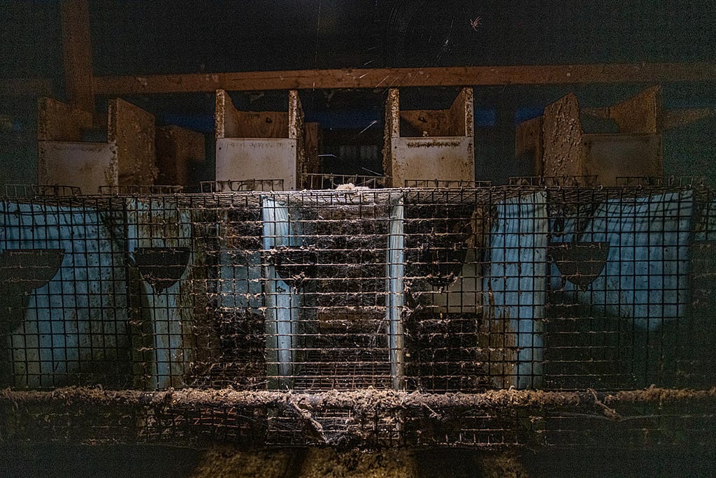 Small mink cages covered in a buildup of cobwebs, dirt, and dust at a fur farm in Quebec. Canada, 2022. We Animals Media