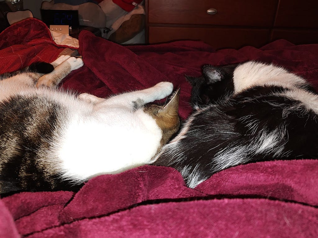 our white kitty with tabby markings, Nugget, and Bandit sleeping on our bed
