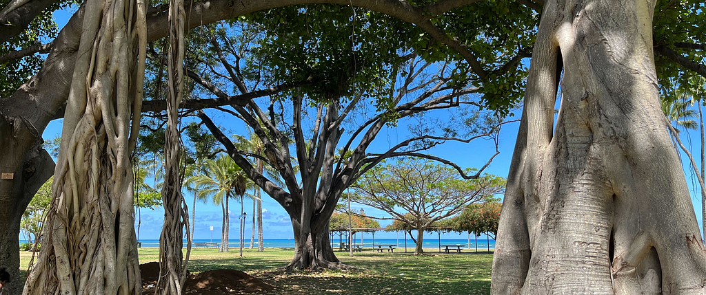 A photo of banyan trees framing a view of Waikiki Beach