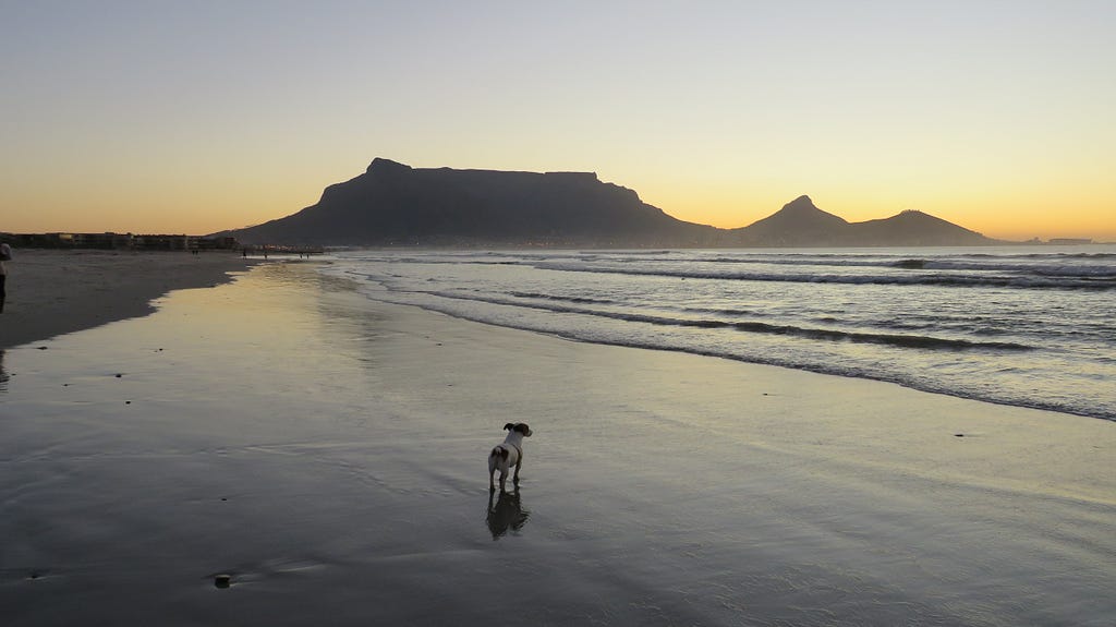 Basil contemplating the sunset over Table Mountain in happier days.