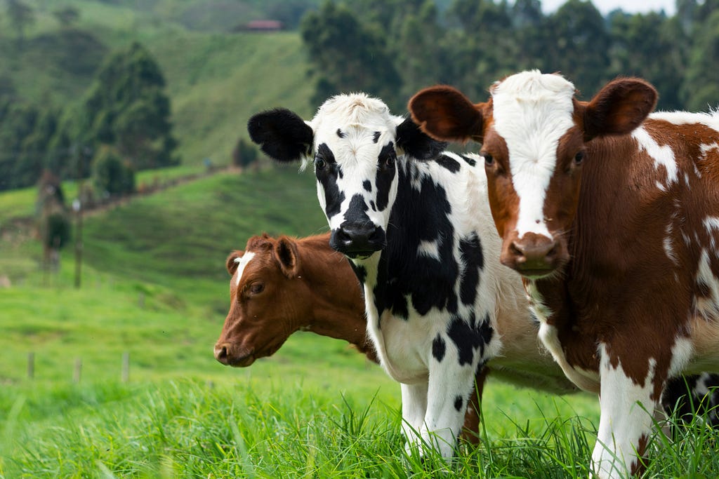 brewers yeast cows
