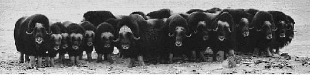 Nunivak Musk Oxen in Defensive Formation