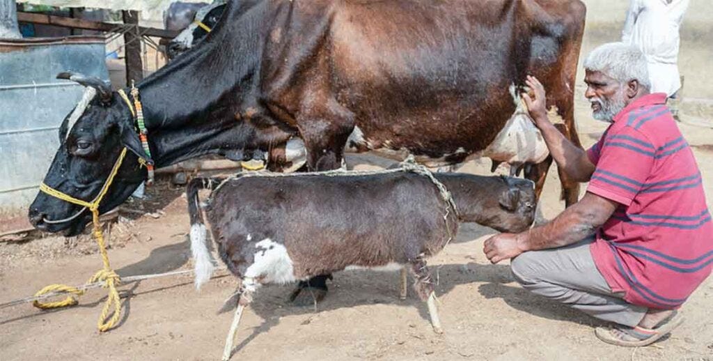 An image showing a worker kneeling next to a dead calf stuffed with hay