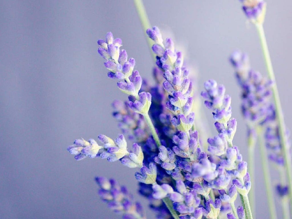 Lavender flowers