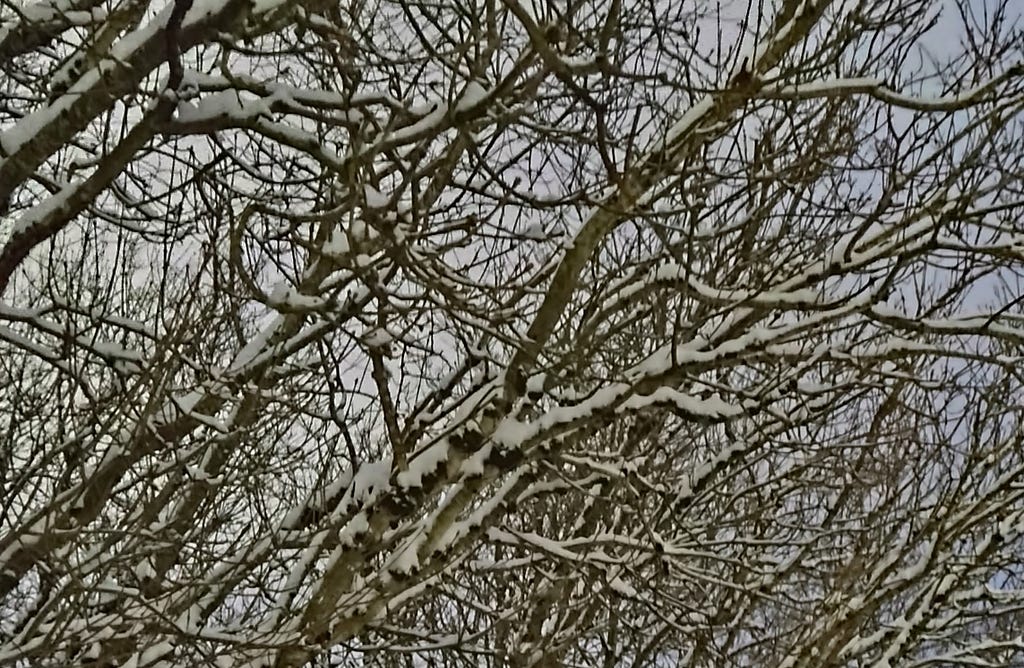 Bare branches with snow cover against gray sky
