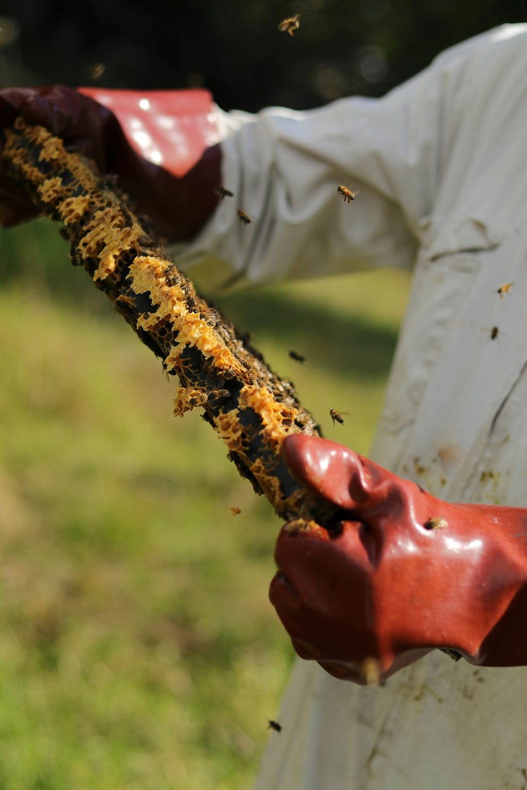 Photo of a beekeeper holding a honeycomb with bees