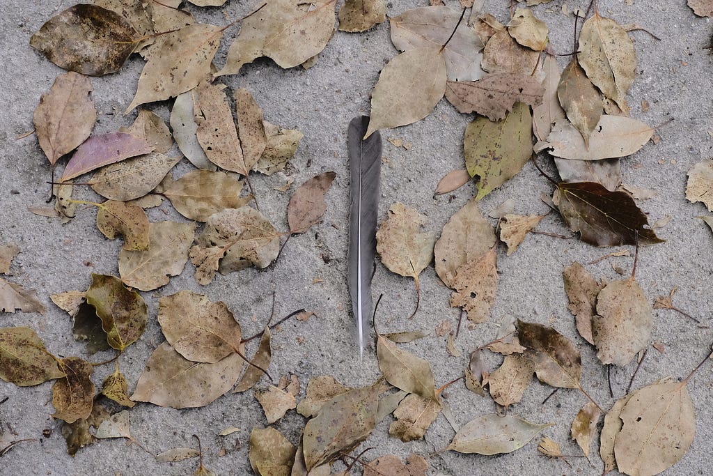 feather and leaves blanketing concrete