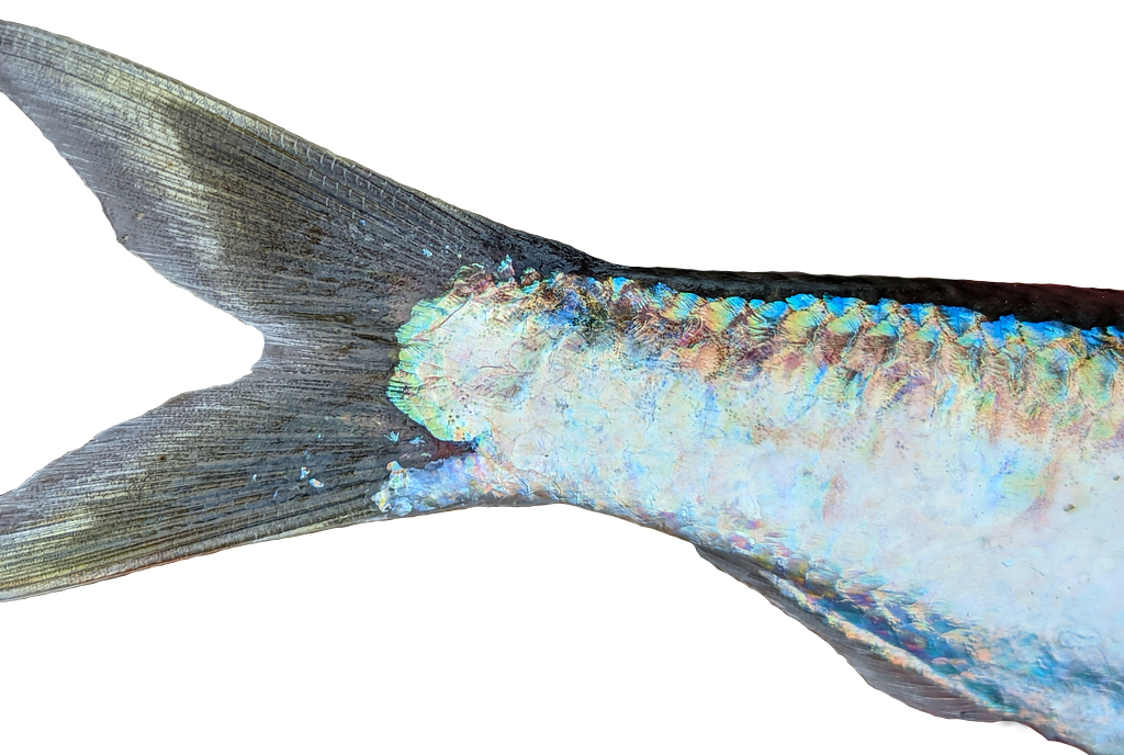 a shiny fish tail with blue and gold highlights