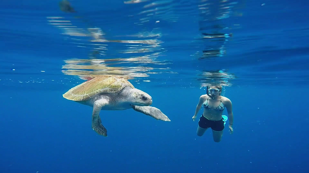 The author’s wife, enjoying an encounter with a giant sea turtle.