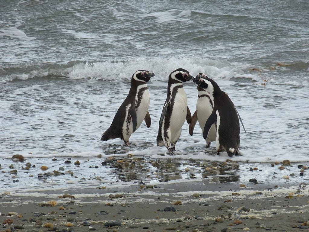 Punta Arenas Pinguins Ilovechile