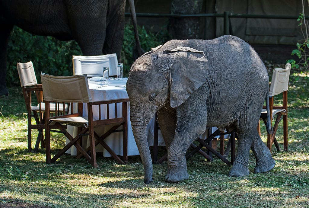 An oblivious baby elephant walks past a table set up for al-fresco dining in what looks like a garden, with a fence in the background