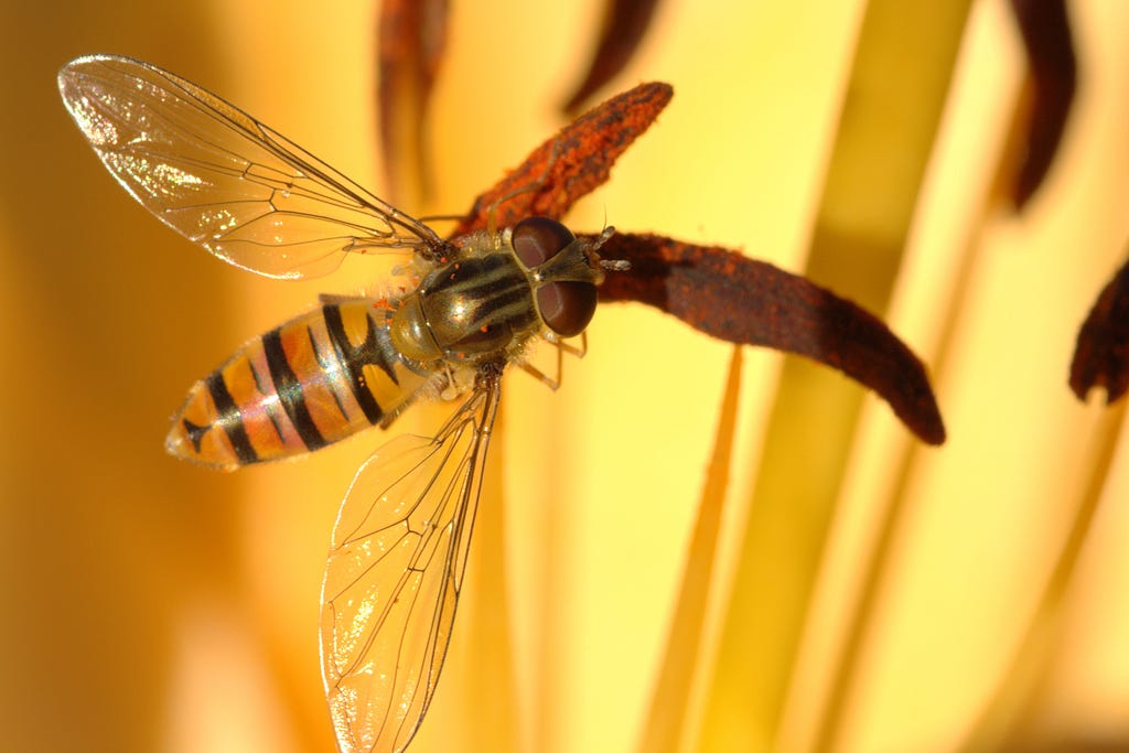 Hoverfly, close-up on anther of a yellow flower