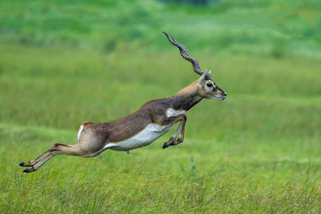 A pictures of a black buck at Point Calimere Wildlife Sanctuary near Kodiakarai in the state of Tamil Nadu.