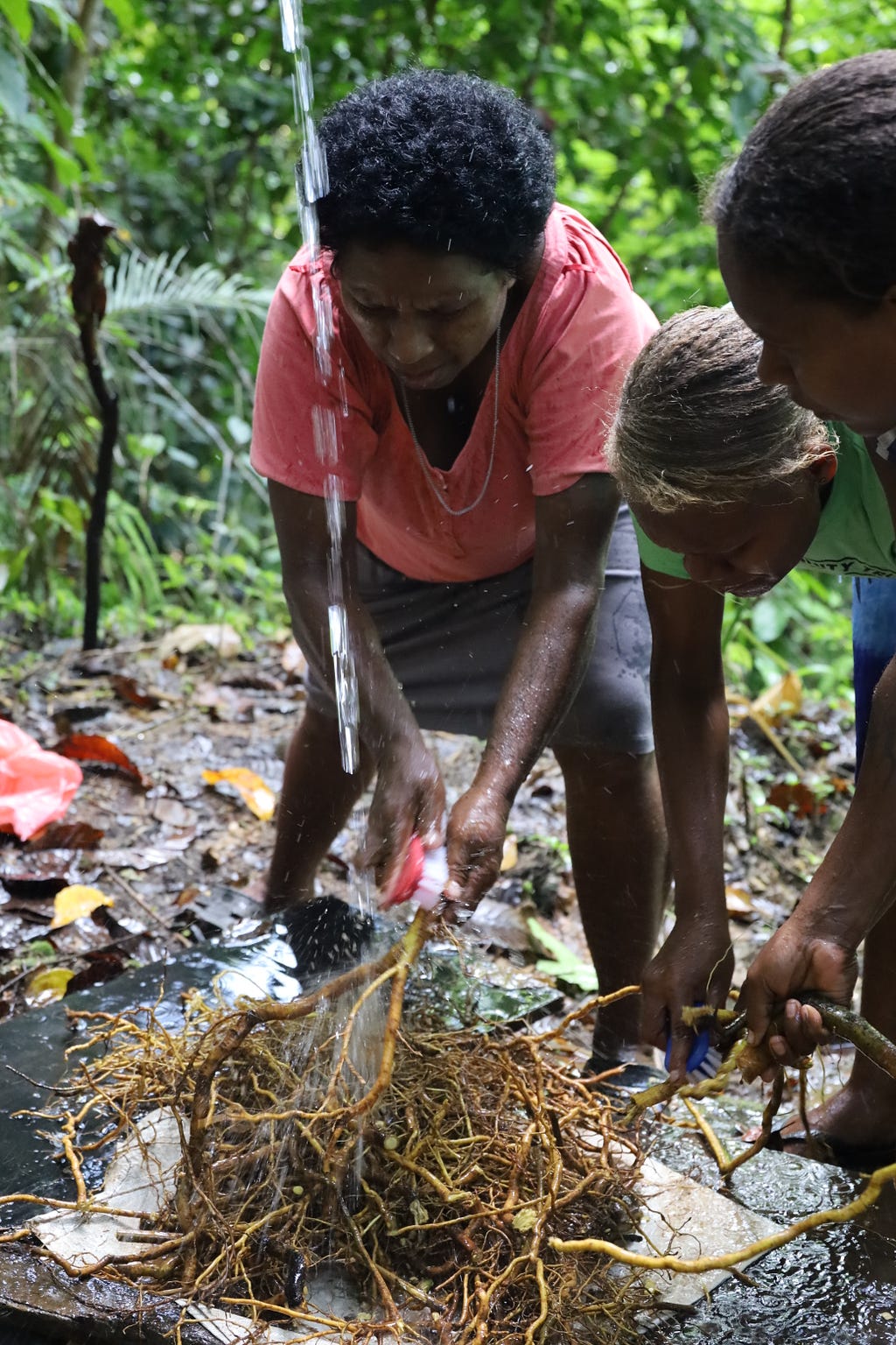 Three women hold kava roots clean underneath a stream of water and scrub them clean with brushes.