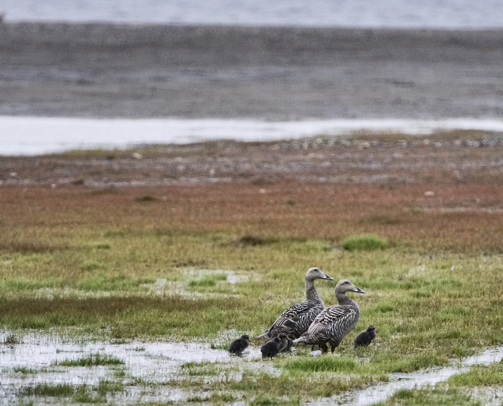 Common eider (Somateria mollissima) females group together to help keep young ducklings safe.